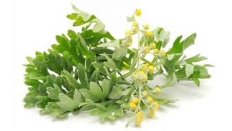 Ein Bündel grüner Blätter mit gelben Blüten liegt auf einem weißen Hintergrund, trocken und bereit zur Verwendung.