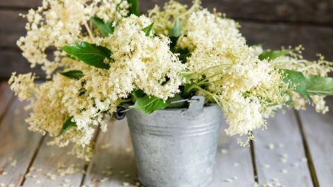 Holunderblüten (fast) ohne Insekten ernten