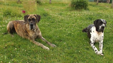 Zwei Hunde liegen entspannt auf einer grünen Wiese, genießen die Umgebung und entspannen sich im Freien.