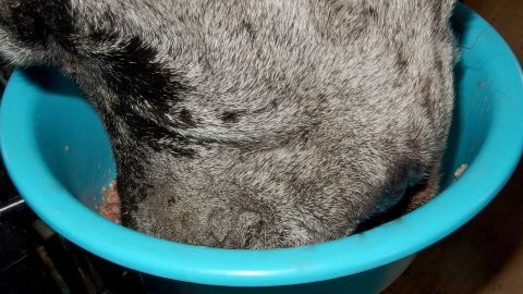 Ein Hund frisst aus einer blauen Schüssel, was darauf hinweist, dass er Hundefutter erhält. Der Kontext zeigt eine Küchenumgebung.