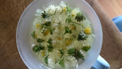 In einer Tasse schwimmen frische Gänseblümchen und Kräuter in klarem Wasser, um Gänseblümchentee zuzubereiten.