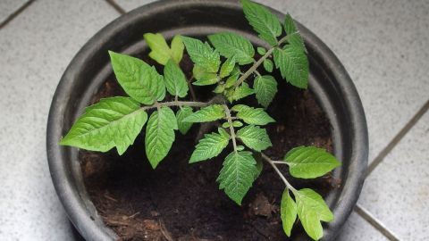 Tomatenpflanzen wachsen in einem Blumentopf mit frischer Erde auf einem grauen Fliesenboden.