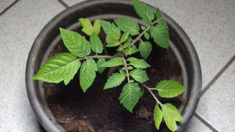 Tomatenpflanzen düngen