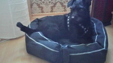 Ein schwarzer Hund liegt entspannt in einem selbstgemachten Hundebett aus Stoff, in einem gemütlich eingerichteten Raum.