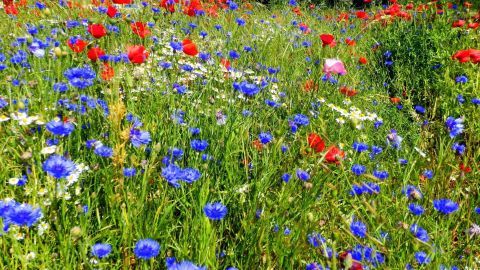Kornblumen blühen lebhaft auf einer Wiese neben roten Mohnblumen, unter blauem Himmel, umgeben von Bäumen und Häusern.