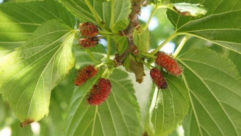 Reife Maulbeeren hängen an einem Ast, umgeben von grünen Blättern und beleuchtet von Sonnenlicht.