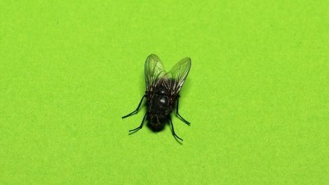 Eine schwarze Fliege sitzt auf einem hellgrünen Hintergrund und scheint sich ruhig zu bewegen.