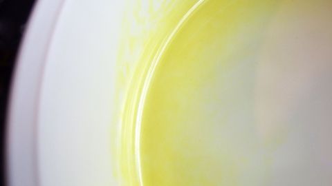 Eine Schüssel mit Verfärbungen zeigt einen Gelbstich auf der glatten Oberfläche, die im Küchenumfeld beleuchtet wird.