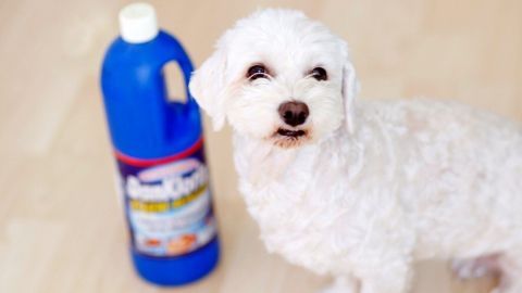 Ein Hund steht neben einer blauen Flasche mit Reinigungsmittel auf einem Laminatboden, bereit, den Uringestank zu entfernen.