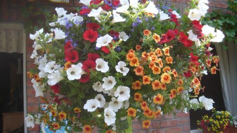 Blumenampel voller bunter Blüten hängt an Backsteinmauer, daneben Fenster mit Blumenkasten, unter Markise.