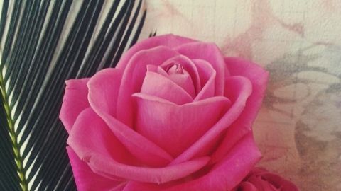 Zwei große, pinke Rosen stehen lebhaft auf einem Tisch, umgeben von einem Palmblatt, vor einer sanften Wand.