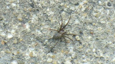 Eine Spinne krabbelt auf einer rauen, steinigen Wandoberfläche hinauf, von Kieselsteinen umgeben.