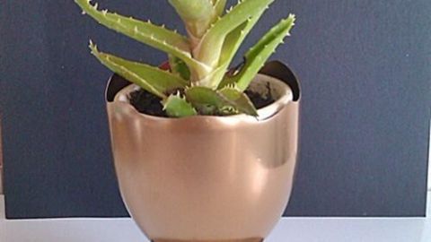 Ein goldener Pflanzenübertopf in Pokalform steht auf einer weißen Fläche und zeigt eine grüne, saftige Pflanze.