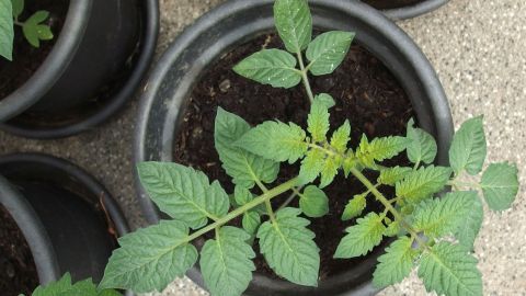 Lästige Mücken auf dem Balkon