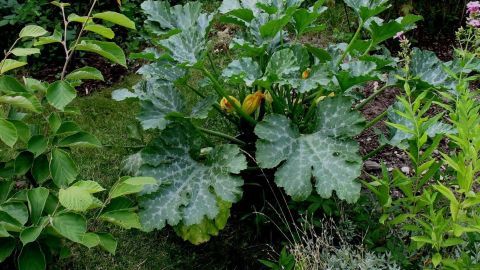 Zucchinipflanze wächst mit großen, grünen Blättern und gelben Blüten in einem Garten, umgeben von anderen Pflanzen.