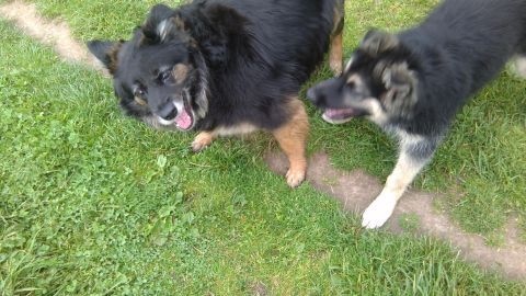 Zwei Hunde stehen auf grünem Gras, einer leckt seinen Kopf und schaut fröhlich, während der andere interessiert daneben steht.
