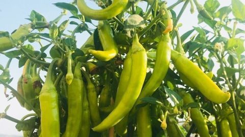 Grüne Peperoni hängen voll von einer Pflanze in einem sonnigen Außenbereich, bereit für die Ernte oder Rezepte.
