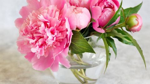 Eine Glasvase hält frische, pinkfarbene Pfingstrosen, die elegant im weichen Licht strahlen.