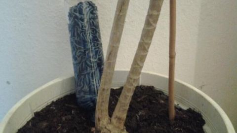 Eine Gießhilfe steht im Blumentopf, während Pflanzenstängel mit Stäben gestützt werden, um das Wachstum zu fördern.