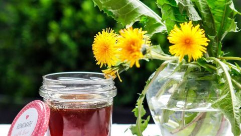 Ein Glas Löwenzahngelee steht neben einer Vase mit frischen Löwenzahnblüten und -blättern in grünem Umfeld.