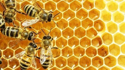 Bienen krabbeln auf einer honiggefüllten Wabe im Bienenstock.