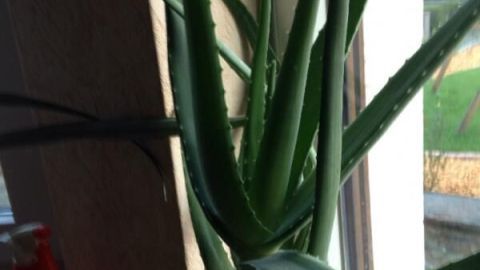 Aloe Vera wächst als Topfpflanze auf einer Fensterbank bei Tageslicht, unterstützt möglicherweise bei Herpes.