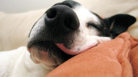 Ein Hund schläft friedlich auf einem gemütlichen, orangenen Kissen, umgeben von einem ruhigen und behaglichen Raum.