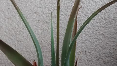 Eine Aloe-Vera-Pflanze mit langen, grünen Blättern wächst in einem Topf vor einer hellen Wand und ist im Pflegeprozess.