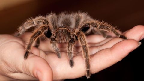 Eine Hand hält eine große, behaarte Spinne, die entspannt sitzt und die Umgebung betrachtet, was Angst auslösen kann.
