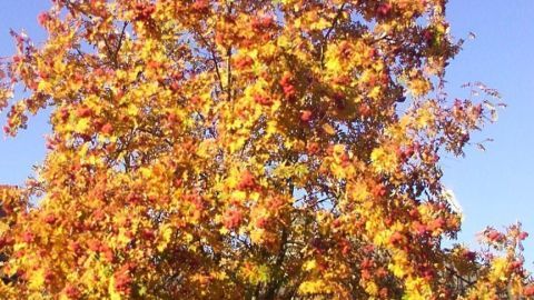 Ein Ebereschenbaum mit bunten, herbstlichen Blättern steht unter einem klaren blauen Himmel. Ideal für Marmelade.