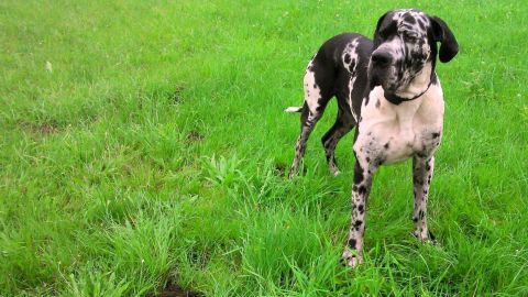 Ein Hund steht aufmerksam in einem grünen Grasfeld, umgeben von frischem, üppigem Gras, und beobachtet seine Umgebung.