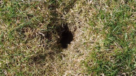 Ein Loch im Rasen zeigt, wo Wühlmäuse aktiv sind, was die Sicherheit der Blumenzwiebeln bedroht.