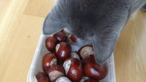 Eine graue Katze untersucht neugierig eine Schale mit glänzenden Kastanien auf einem Holzfußboden.