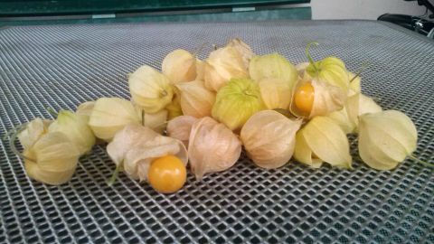 Physalisfrüchte liegen auf einem Gitter und warten darauf, für den Garten angebaut oder verarbeitet zu werden.