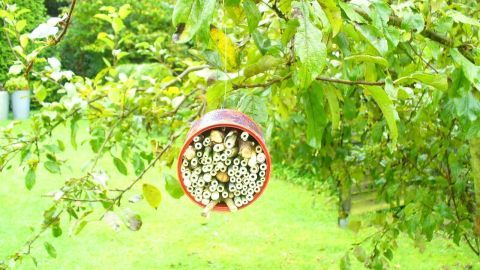 Ein Insektenhotel aus Bambusröhren hängt an einem Ast in einem grünen Garten, bereit, Wildbienen aufzunehmen.