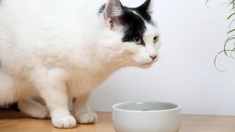Eine Katze schnuppert an einem Napf auf einem Holztisch, daneben stehen grüne Pflanzen vor einem weißen Hintergrund.