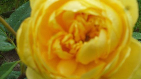Eine gelbe Rose blüht, ihre Blütenblätter entfalten sich in einer grünen Gartenumgebung. Perfekt für eine Rosen-Gesichtsmaske.