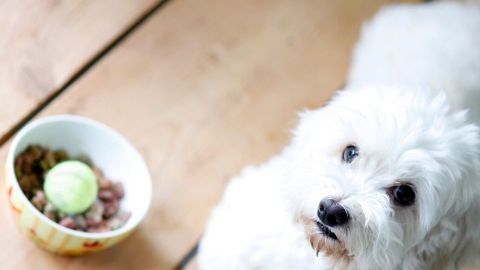 Ein kleiner weißer Hund schaut auf eine Schüssel mit Futter und einer grünen Kugel auf einem hellen Holzboden.