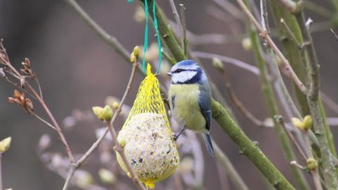 Eine Blaumeise pickt an einem Meisenknödel, der in einem Baum hängt, umgeben von frühlingshaften Zweigen.