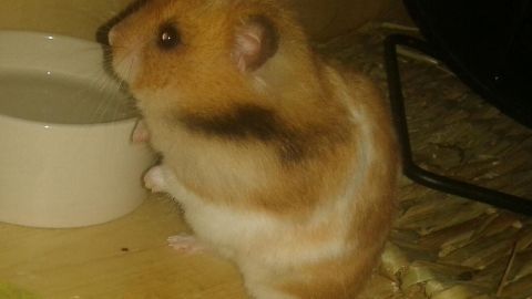 Ein Hamster steht neugierig an seinem Trinknapf und schaut in die Umgebung, umgeben von Holz und etwas Grün.