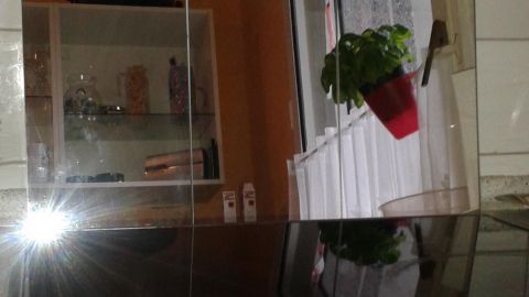 Ein glänzender Spritzschutz steht vor einem Glaskeramikfeld und reflektiert eine Pflanze sowie den Küchenhintergrund.