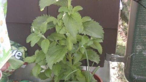 Der in Stevia bzw. Süßkraut enthaltene Stoff Steviosid ist 300 mal süßer als Zucker. Ein grüner Stevia-Pflanze in einem Blumentopf steht auf einem Balkon, umgeben von Pflanzensäcken und einem Stuhl.