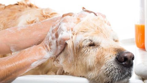 Ein Hund wird sanft mit Shampoo gewaschen, während eine Hand ihn im Badezimmer gleichzeitig massiert.