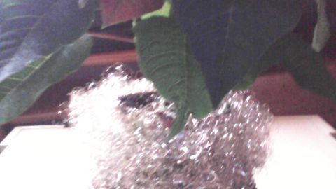 Ein weihnachtlicher Blumenübertopf aus silbernem Material hält eine Poinsettia und steht auf einem Tisch im festlichen Umfeld.