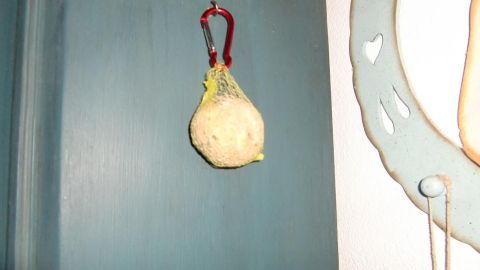 Ein Meisenknödel hängt am Karabinerhaken an einer blauen Wand, umgeben von einem gemütlichen Raum.