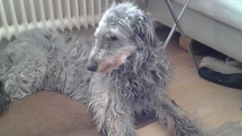Ein Hund liegt entspannt auf einem Teppich neben einer Heizung, während er Schmerzmittel gegen Gelenkschmerzen erhält.