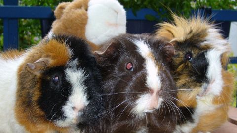 Meerschweinchen stehen eng beieinander und schnüffeln sich an, während sie in einem grünen Gartenareal sitzen.