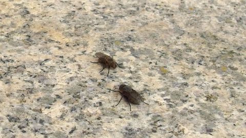 Zwei kleine Fliegen krabbeln auf einer marmorartigen Oberfläche, umgeben von einer neutralen Umgebung.