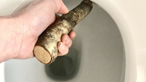 Ein Hand hält einen Holzstab, der in eine Toilette eingetaucht wird, um Urinstein mechanisch zu entfernen.