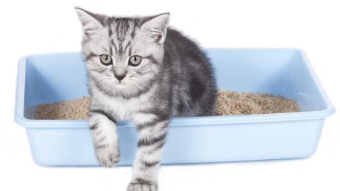 Eine grau gestreifte Katze sitzt in einer blauen Katzentoilette und schaut aufmerksam nach vorne, umgeben von Katzenstreu.